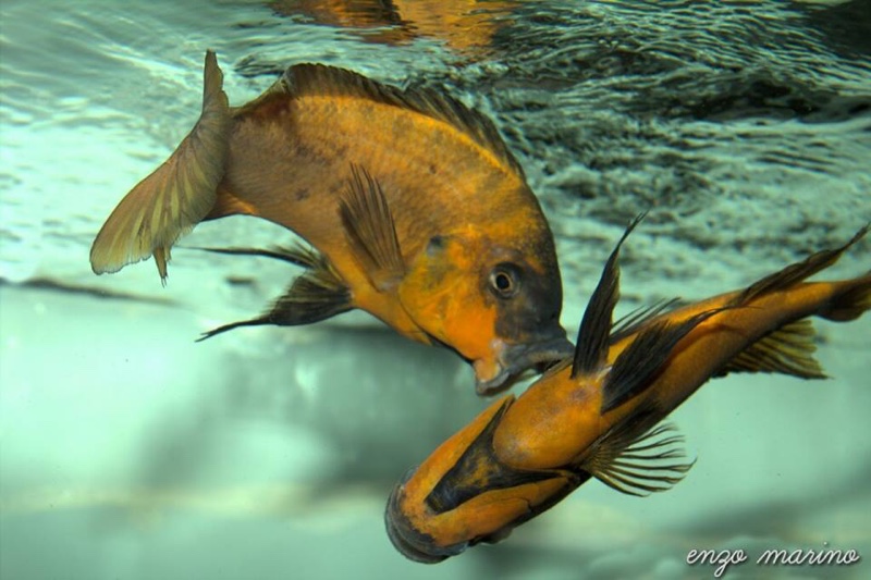 Petrochromis sp. 'red' Mahale Mountains NP